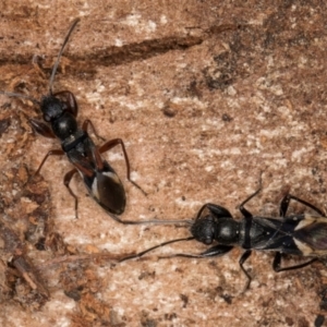 Daerlac cephalotes at Bruce, ACT - 12 Jul 2024 11:24 AM