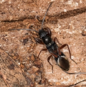 Daerlac cephalotes at Bruce, ACT - 12 Jul 2024 11:24 AM