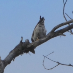Daphoenositta chrysoptera (Varied Sittella) at Borough, NSW - 11 Jul 2024 by Paul4K