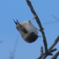 Daphoenositta chrysoptera at Borough, NSW - 11 Jul 2024