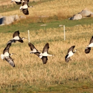 Threskiornis spinicollis at Braidwood, NSW - suppressed