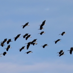 Threskiornis spinicollis at Braidwood, NSW - suppressed