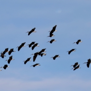 Threskiornis spinicollis at Braidwood, NSW - suppressed