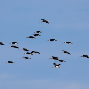 Threskiornis spinicollis at Braidwood, NSW - suppressed