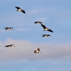 Threskiornis spinicollis at Braidwood, NSW - suppressed