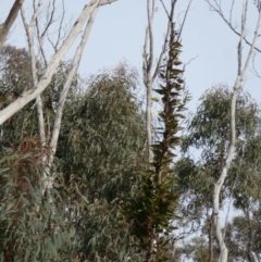 Hardenbergia violacea (False Sarsaparilla) at Borough, NSW - 11 Jul 2024 by Paul4K