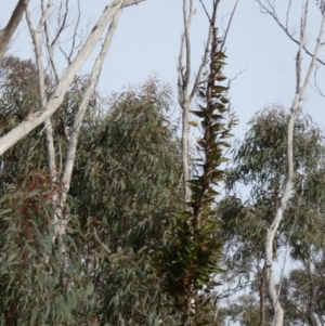 Hardenbergia violacea at Borough, NSW - 11 Jul 2024