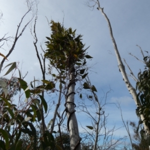 Hardenbergia violacea at Borough, NSW - suppressed