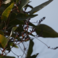 Hardenbergia violacea at Borough, NSW - 11 Jul 2024