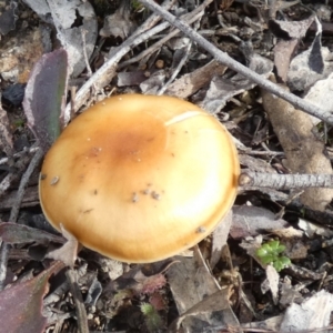 Cortinarius sp. at Borough, NSW - 11 Jul 2024