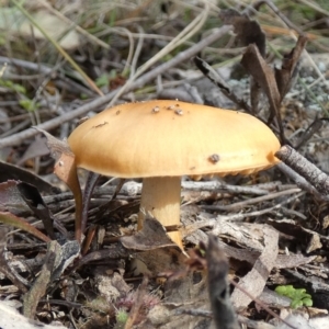 Cortinarius sp. at Borough, NSW - 11 Jul 2024