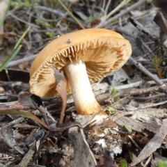 Cortinarius sp. at Borough, NSW - 11 Jul 2024