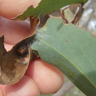 Trichiocercus sparshalli (Sparshall's Moth) at Borough, NSW - 11 Jul 2024 by Paul4K