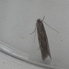 Psychidae (family) MATURE (Case Moth) at Borough, NSW - 11 Jul 2024 by Paul4K