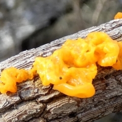 Tremella mesenterica (Witch's Butter or Yellow Brain) at Borough, NSW - 12 Jul 2024 by Paul4K
