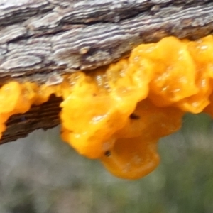 Tremella mesenterica at Borough, NSW - 12 Jul 2024