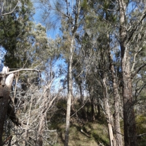 Allocasuarina littoralis at Borough, NSW - 12 Jul 2024