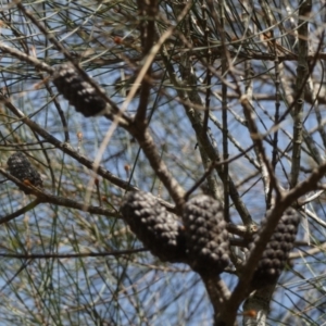 Allocasuarina littoralis at Borough, NSW - 12 Jul 2024