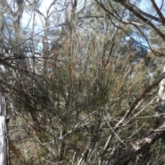 Allocasuarina littoralis at Borough, NSW - 12 Jul 2024