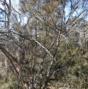 Allocasuarina littoralis at Borough, NSW - 12 Jul 2024