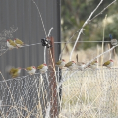 Neochmia temporalis (Red-browed Finch) at Kambah, ACT - 12 Jul 2024 by HelenCross