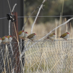 Neochmia temporalis at Kambah, ACT - 12 Jul 2024