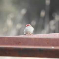 Neochmia temporalis at Kambah, ACT - 12 Jul 2024