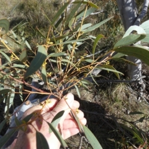 Eucalyptus mannifera at Borough, NSW - 12 Jul 2024