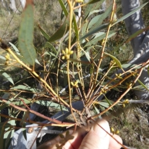 Eucalyptus mannifera at Borough, NSW - 12 Jul 2024