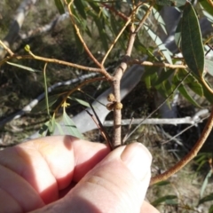 Eucalyptus mannifera at Borough, NSW - 12 Jul 2024