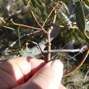 Eucalyptus mannifera at Borough, NSW - suppressed