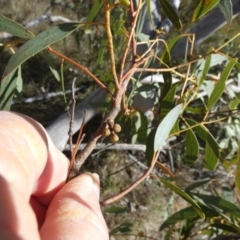 Eucalyptus mannifera at Borough, NSW - 12 Jul 2024