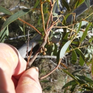 Eucalyptus mannifera at Borough, NSW - 12 Jul 2024