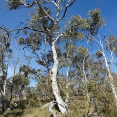 Eucalyptus mannifera at Borough, NSW - suppressed