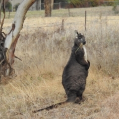 Osphranter robustus robustus (Eastern Wallaroo) at Kambah, ACT - 12 Jul 2024 by HelenCross