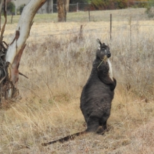 Osphranter robustus robustus at Kambah, ACT - 12 Jul 2024