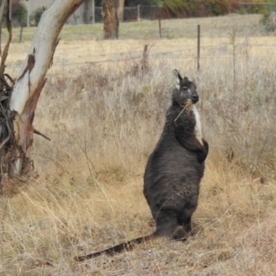 Osphranter robustus robustus (Eastern Wallaroo) at Kambah, ACT - 12 Jul 2024 by HelenCross