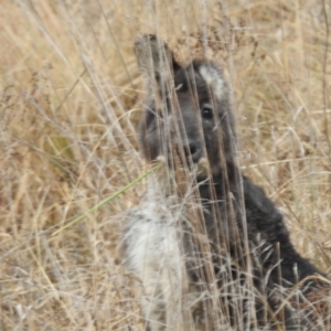 Osphranter robustus robustus at Kambah, ACT - 12 Jul 2024