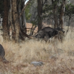 Osphranter robustus robustus at Kambah, ACT - 12 Jul 2024