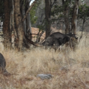 Osphranter robustus robustus at Kambah, ACT - 12 Jul 2024