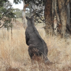 Osphranter robustus robustus at Kambah, ACT - 12 Jul 2024