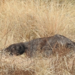 Osphranter robustus robustus at Kambah, ACT - 12 Jul 2024