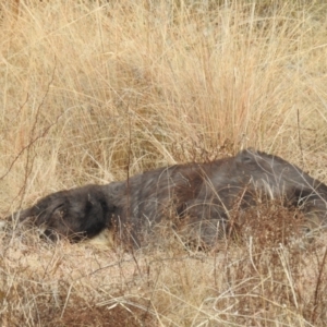 Osphranter robustus robustus at Kambah, ACT - 12 Jul 2024