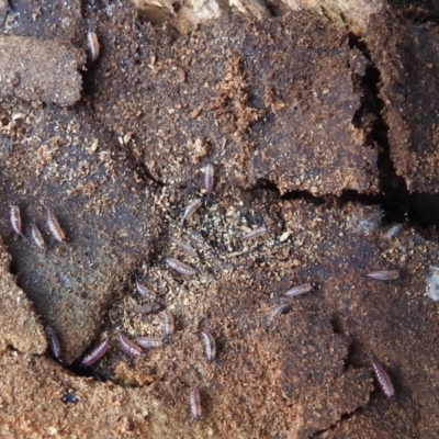 Phlaeothripidae sp. (family) (A thrip) at Kambah, ACT - 12 Jul 2024 by HelenCross