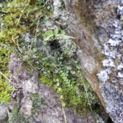 Asplenium flabellifolium (Necklace Fern) at Kambah, ACT - 12 Jul 2024 by HelenCross