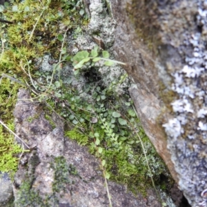 Asplenium flabellifolium at Kambah, ACT - 12 Jul 2024