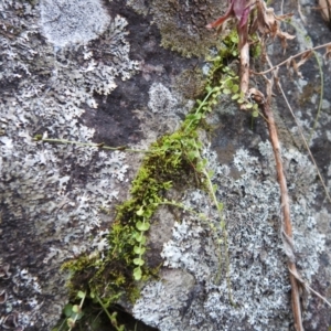 Asplenium flabellifolium at Kambah, ACT - 12 Jul 2024