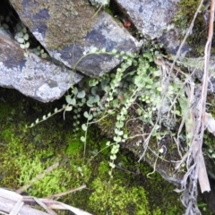 Asplenium flabellifolium at Kambah, ACT - 12 Jul 2024