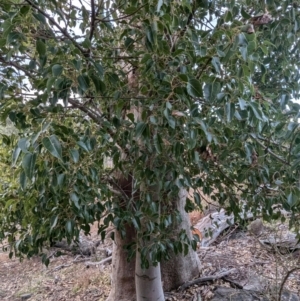 Brachychiton populneus subsp. populneus at Kambah, ACT - 12 Jul 2024