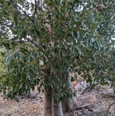 Brachychiton populneus subsp. populneus (Kurrajong) at Kambah, ACT - 12 Jul 2024 by HelenCross
